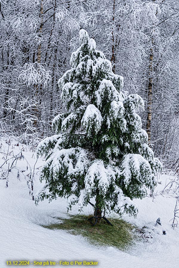 Snø på tre