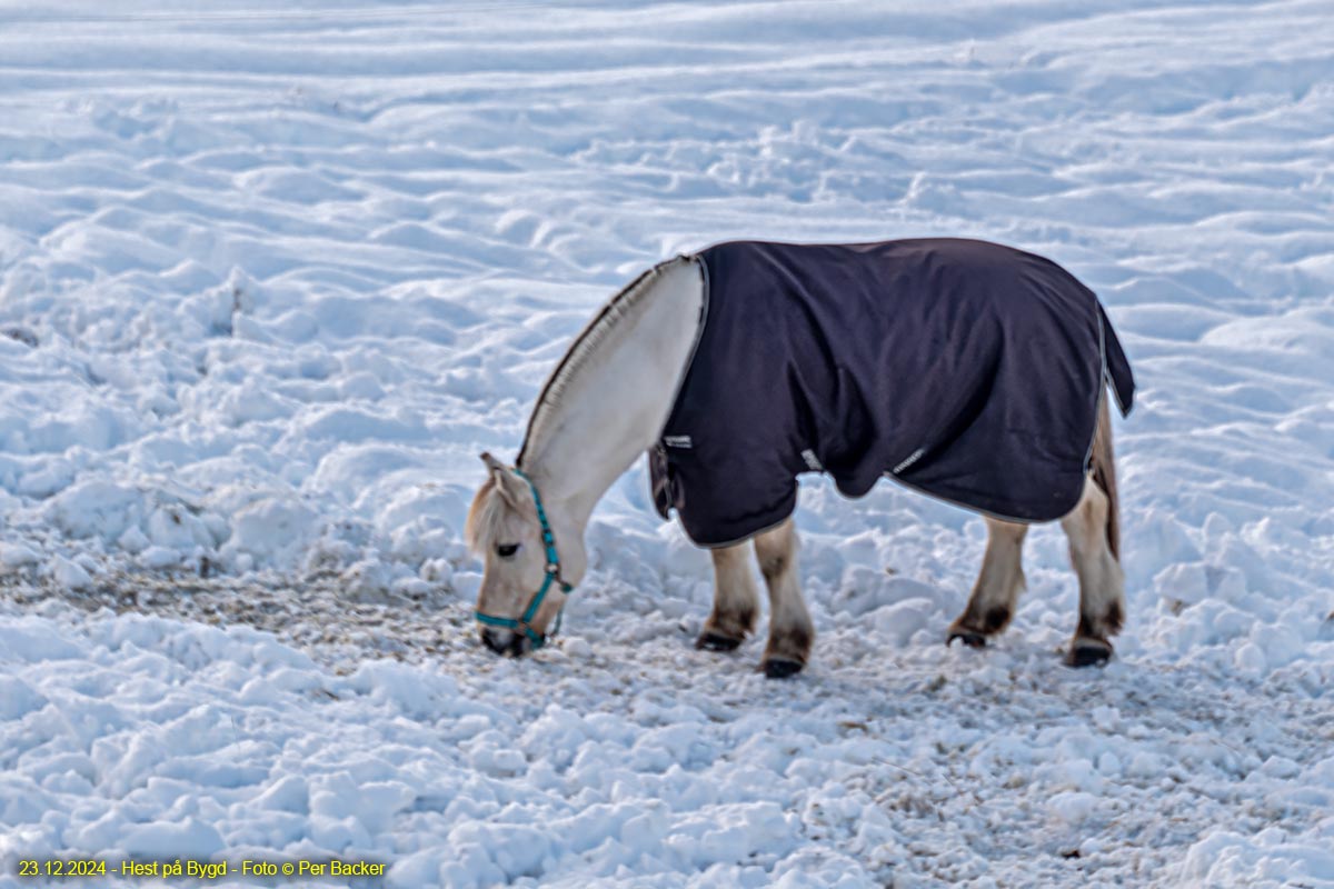 Hest på Bygd