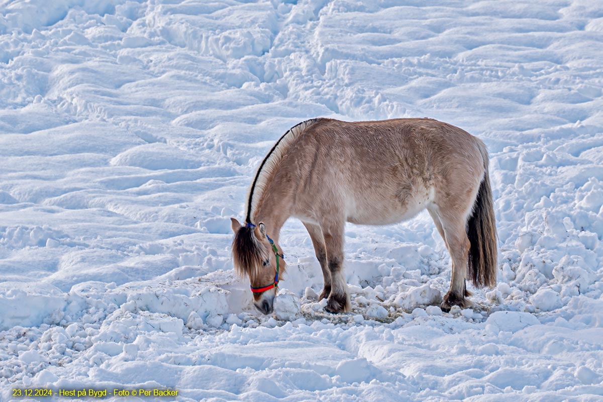 Hest på Bygd