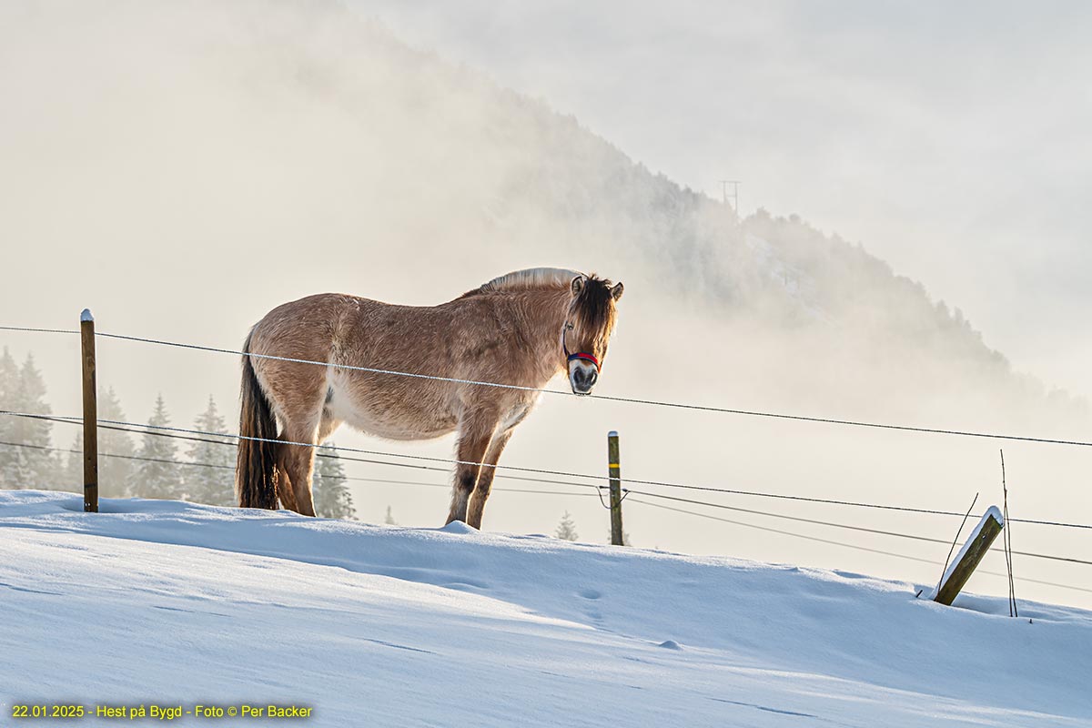 Hest på Bygd