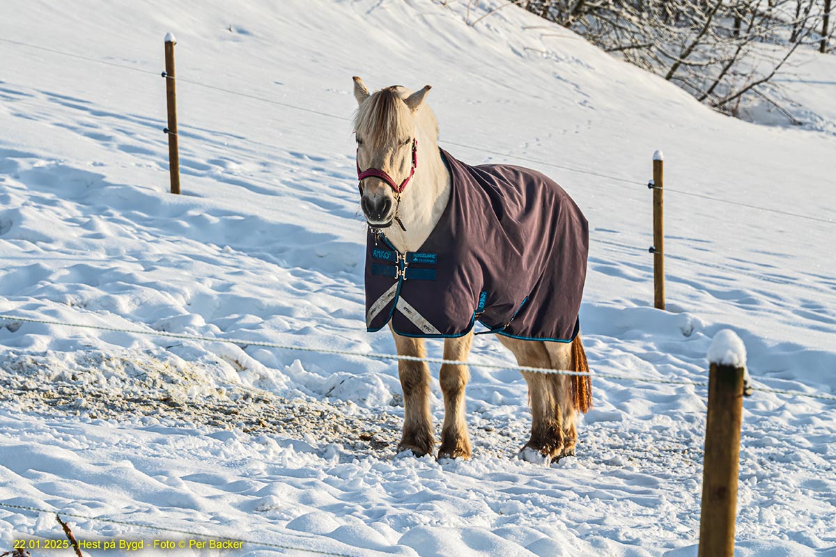 Hest på Bygd