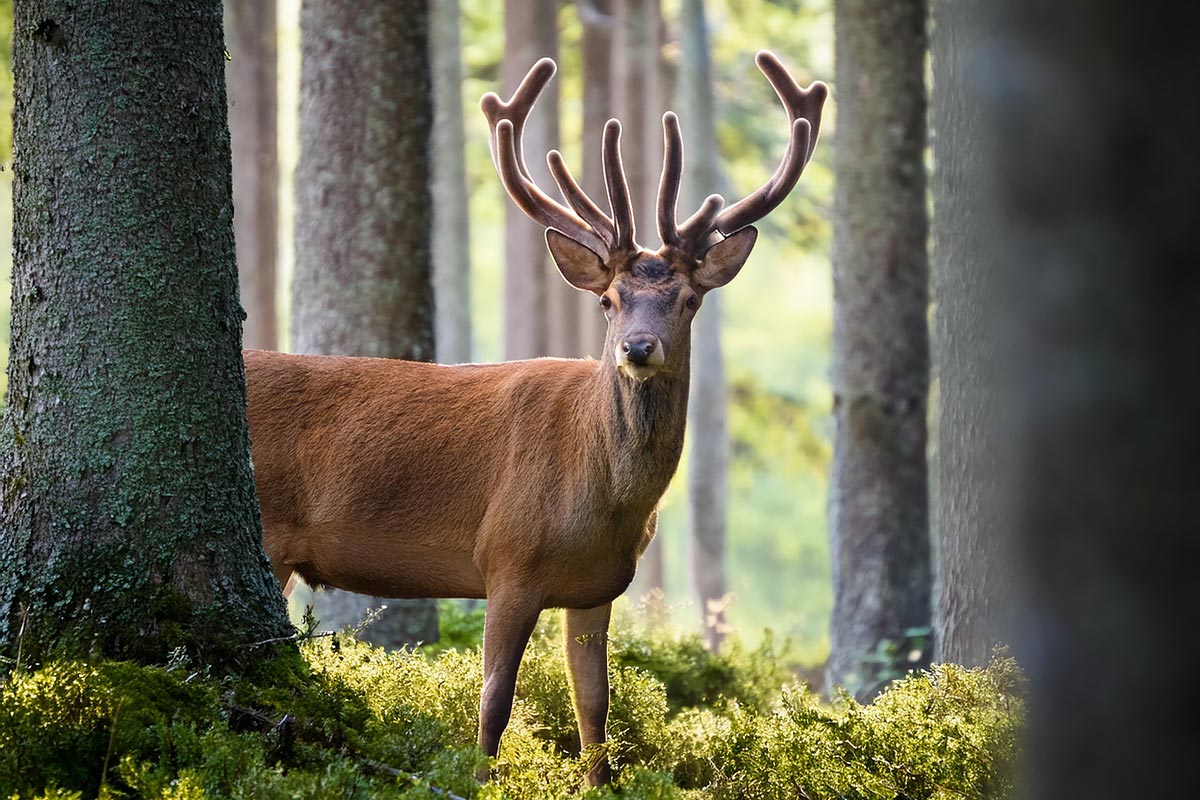 Hjort i skogen (KI)