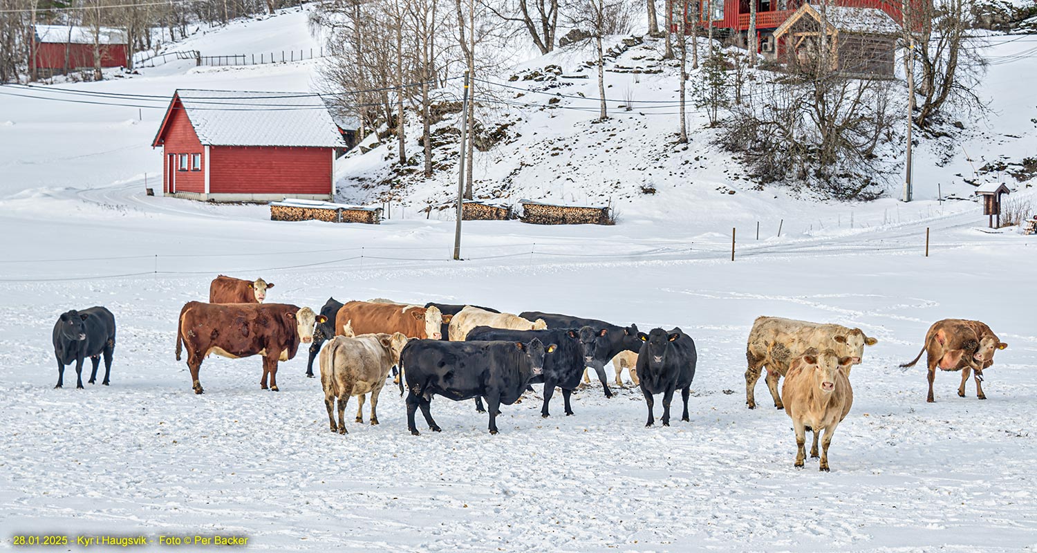 Kyr i Haugsvik