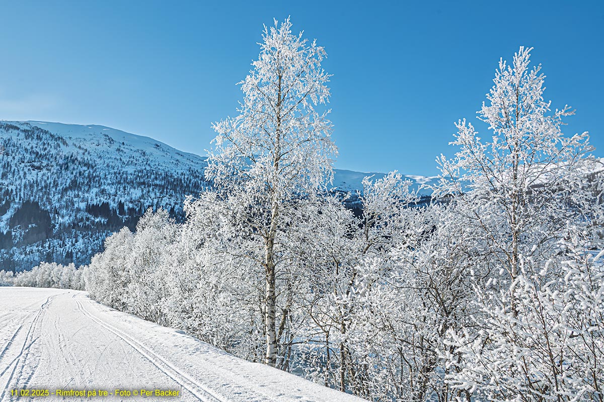 Rimfrost på tre