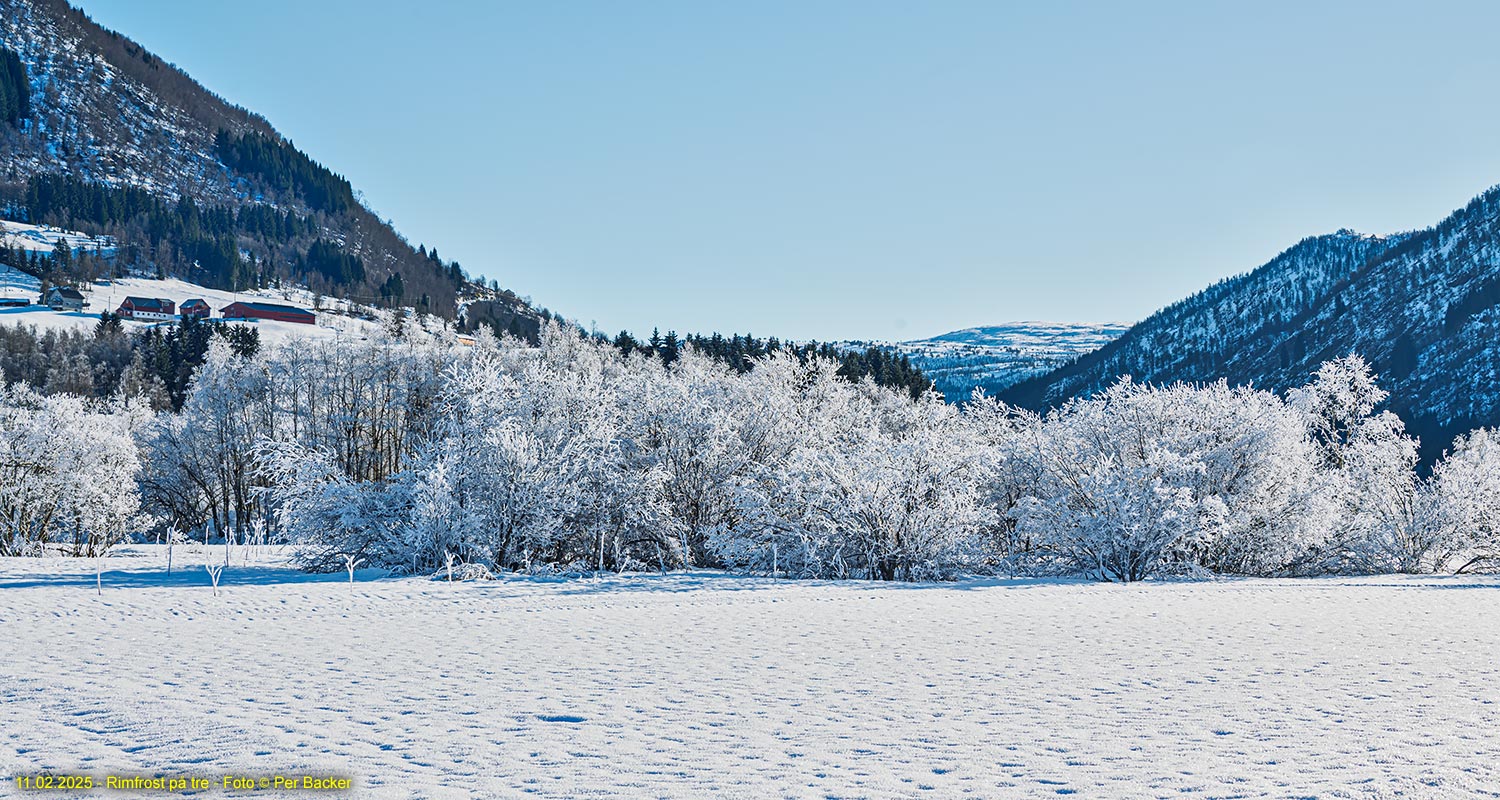 Rimfrost på tre