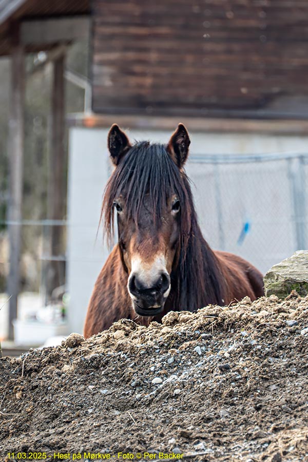 Hest på Mørkve