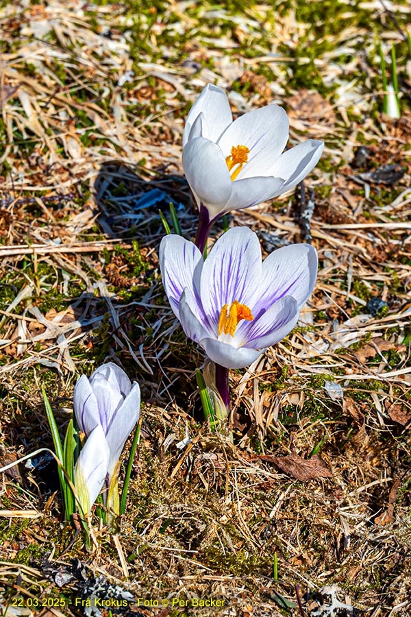 Krokus