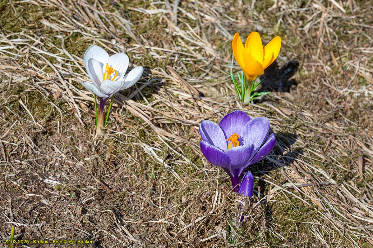Krokus