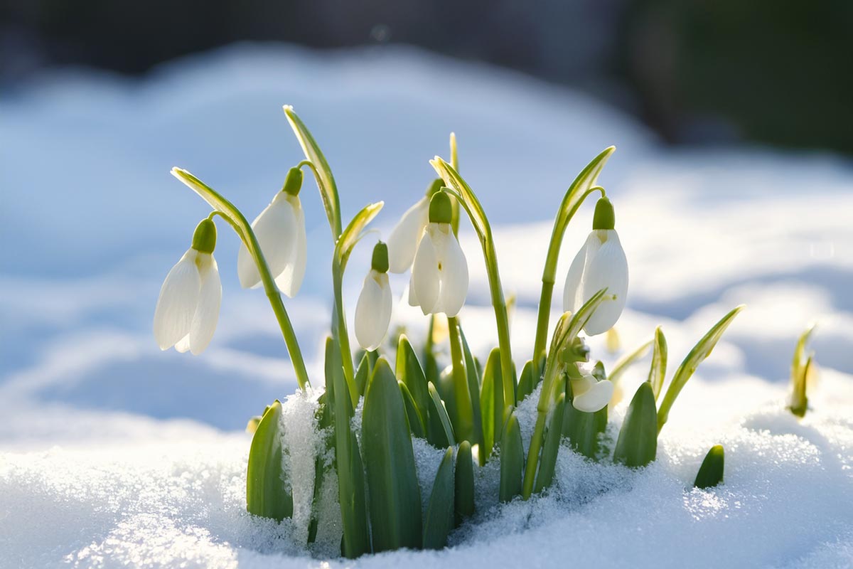 Snøklokker (KI)