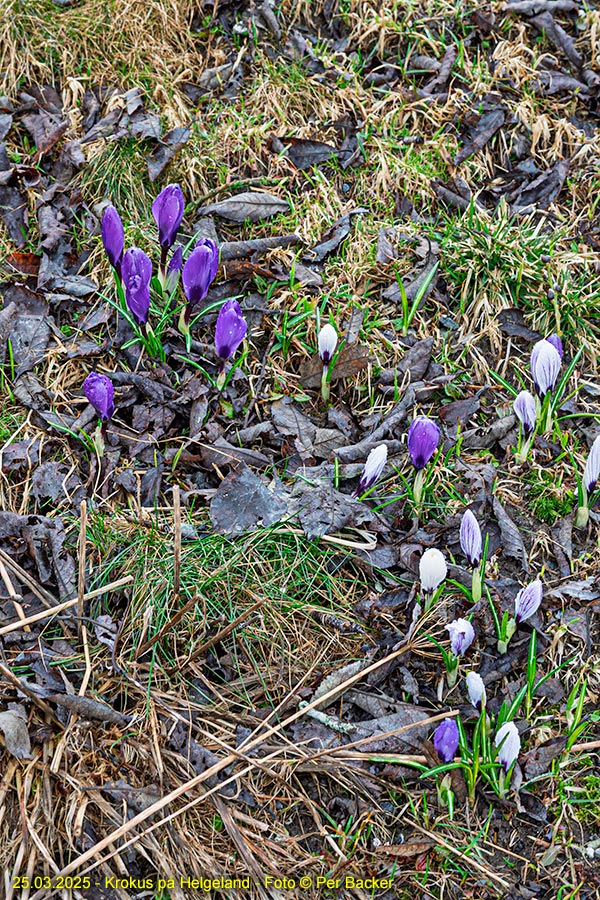 Krokus på Helgeland