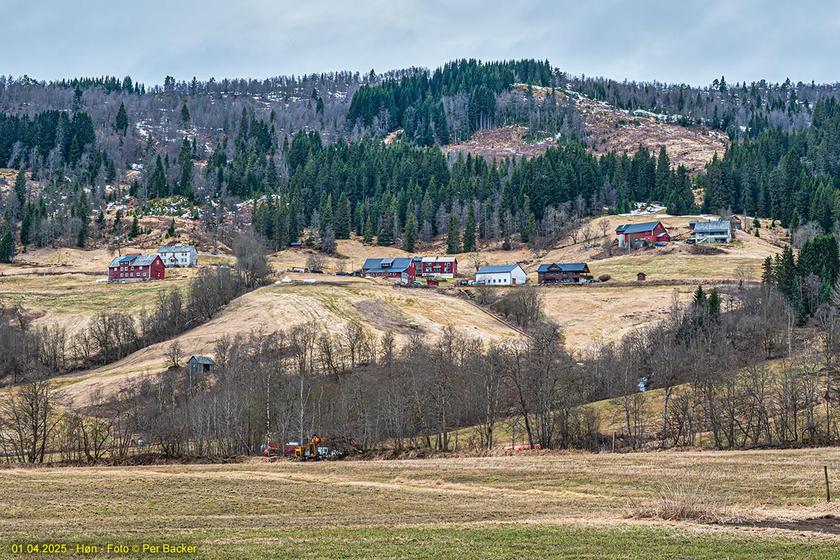 Høn