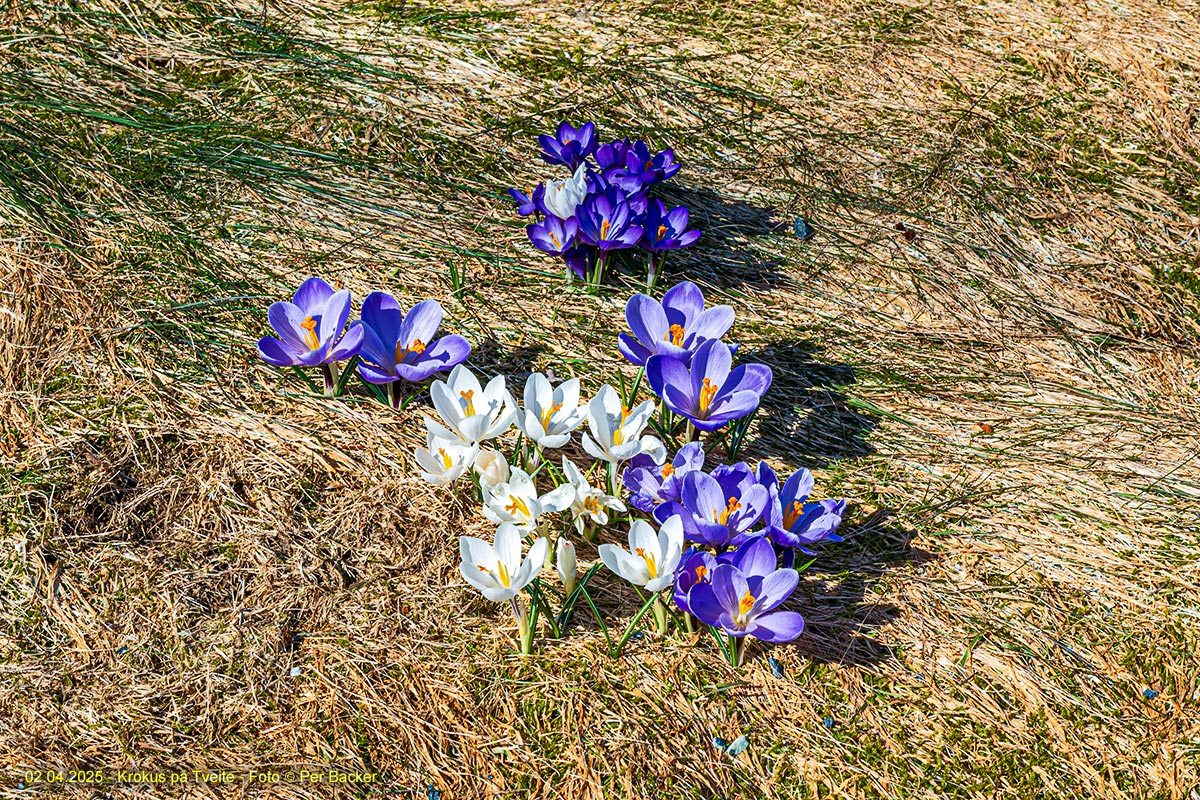 Krokus på Tveite