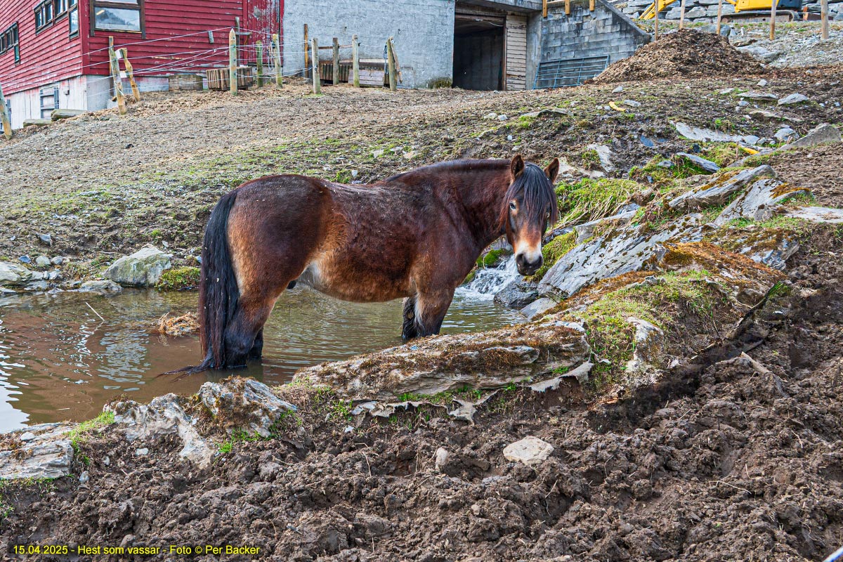 Hest som vassar