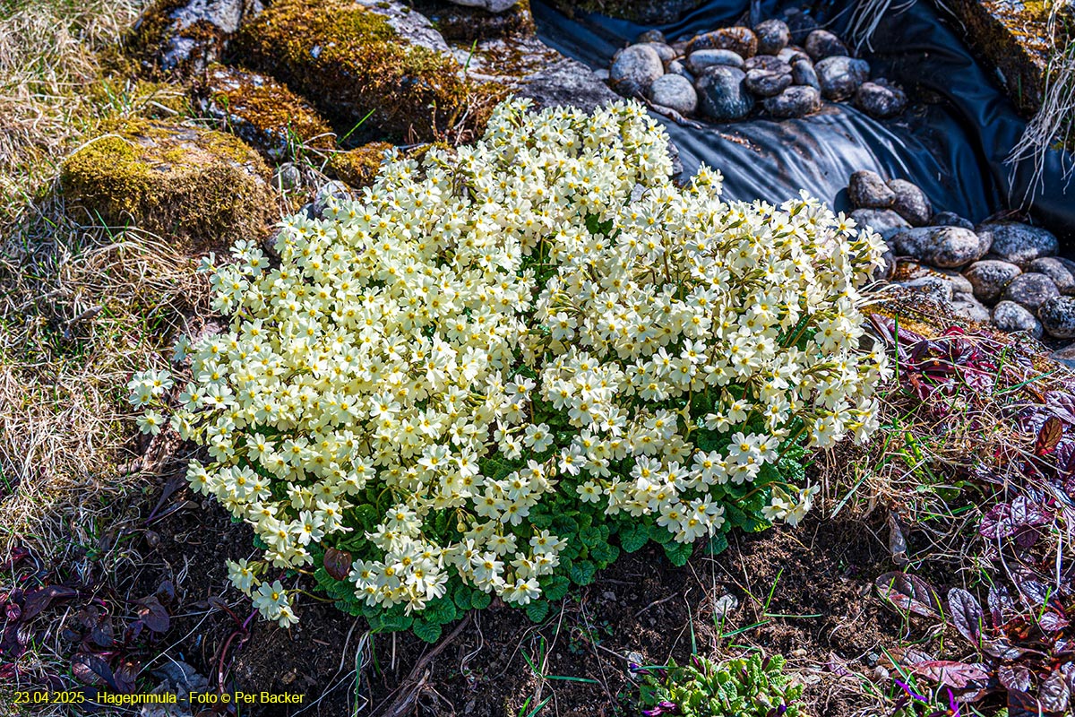 Hagaprimula