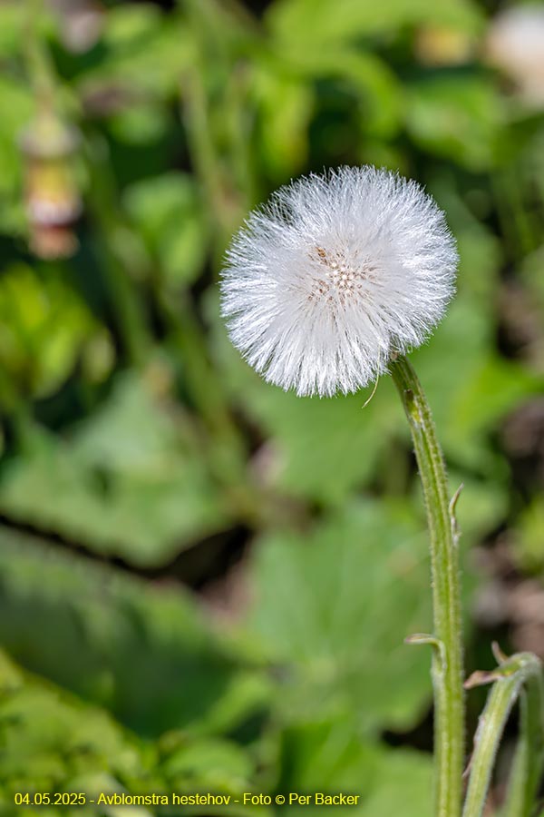 Avblomstra hestehov