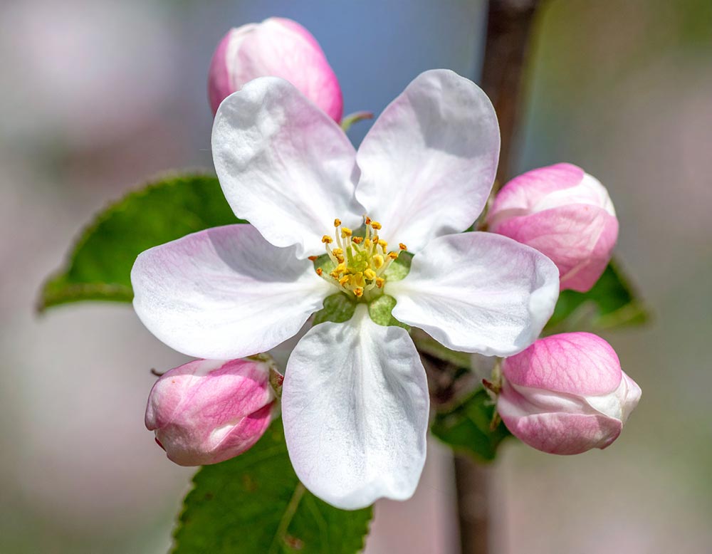 Epleblomst (KI)
