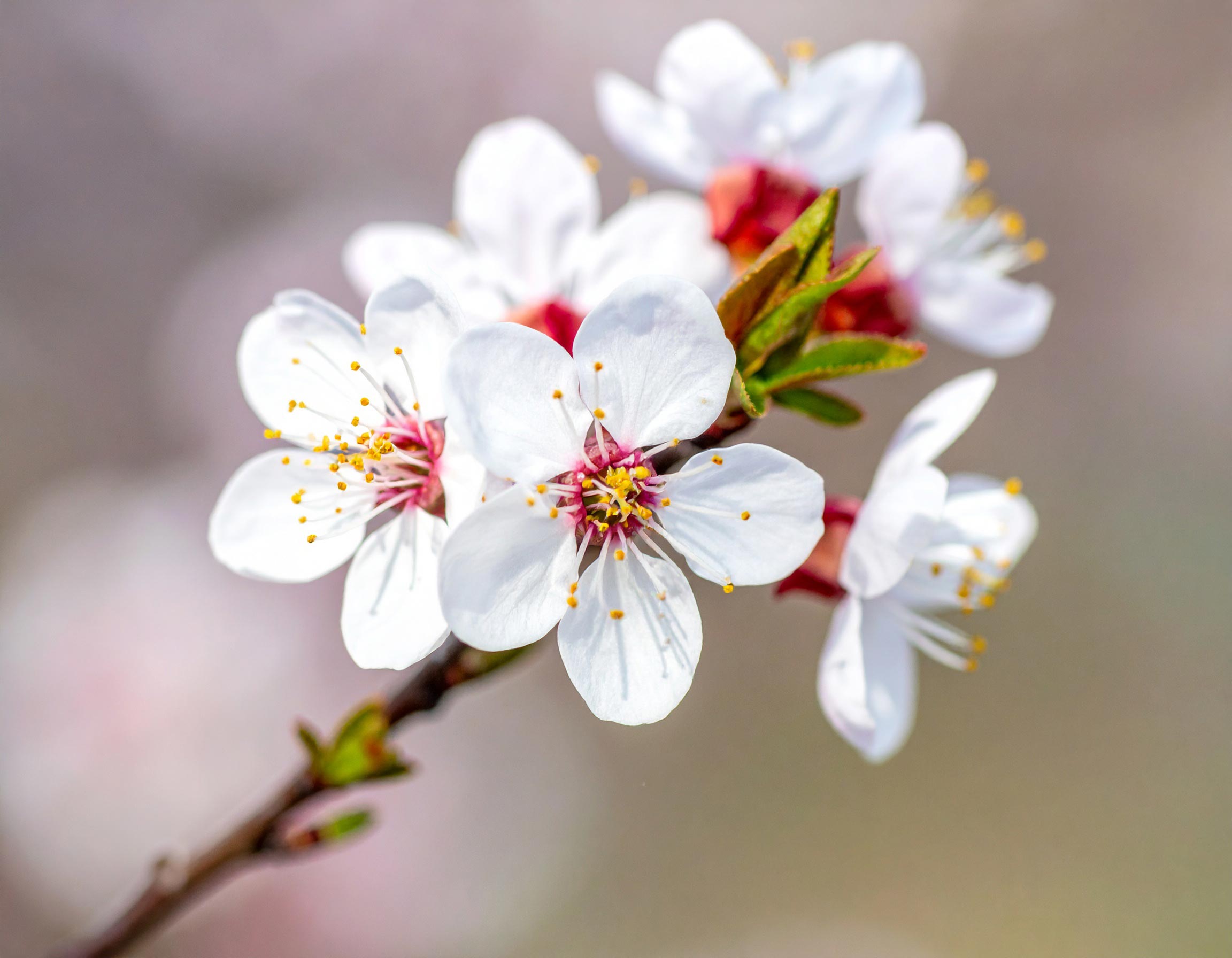 Fruktblomst (KI)