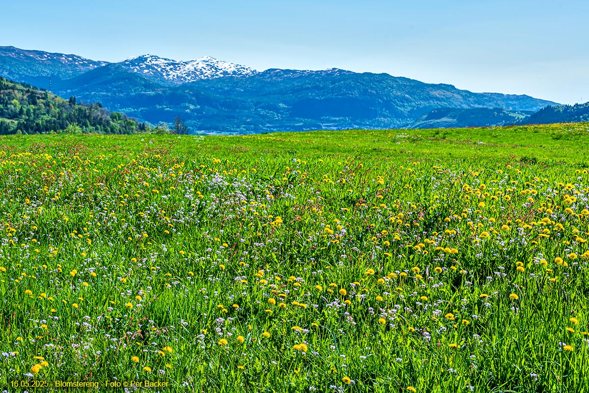 Blomstereng