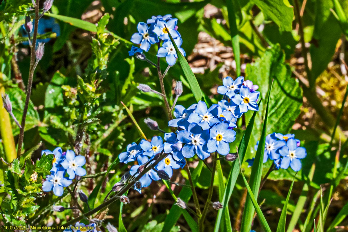 Minneblom