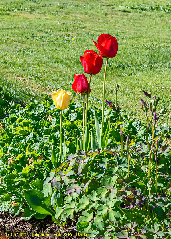 Tulipanar