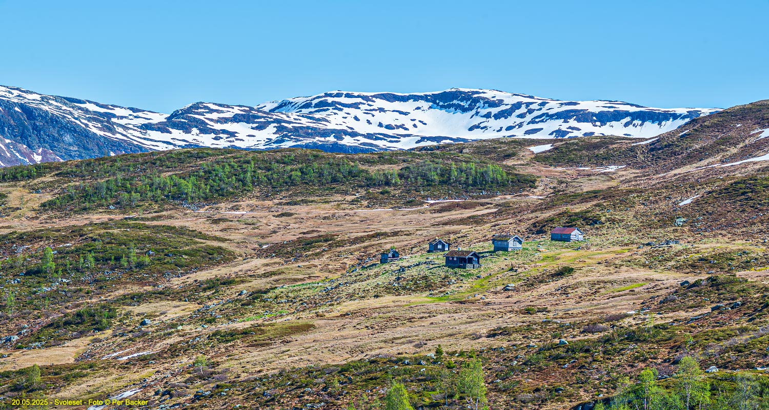 Svoleset