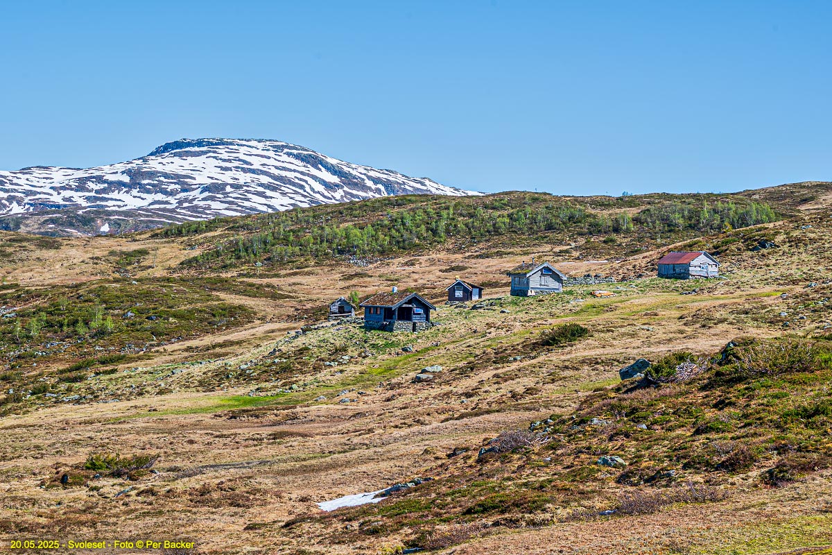 Svoleset