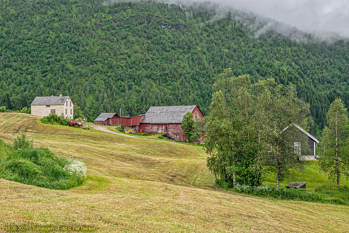 Tråhaugen