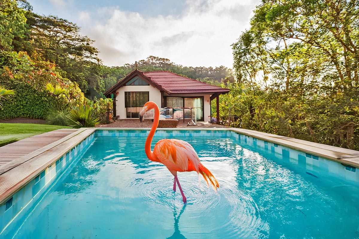 Flamingo (KI)