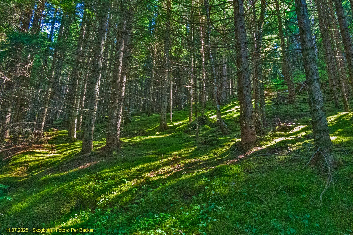 Skogsbotn