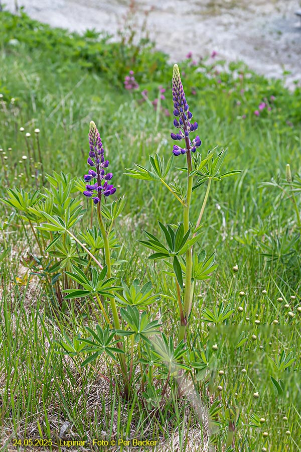 Lupinar