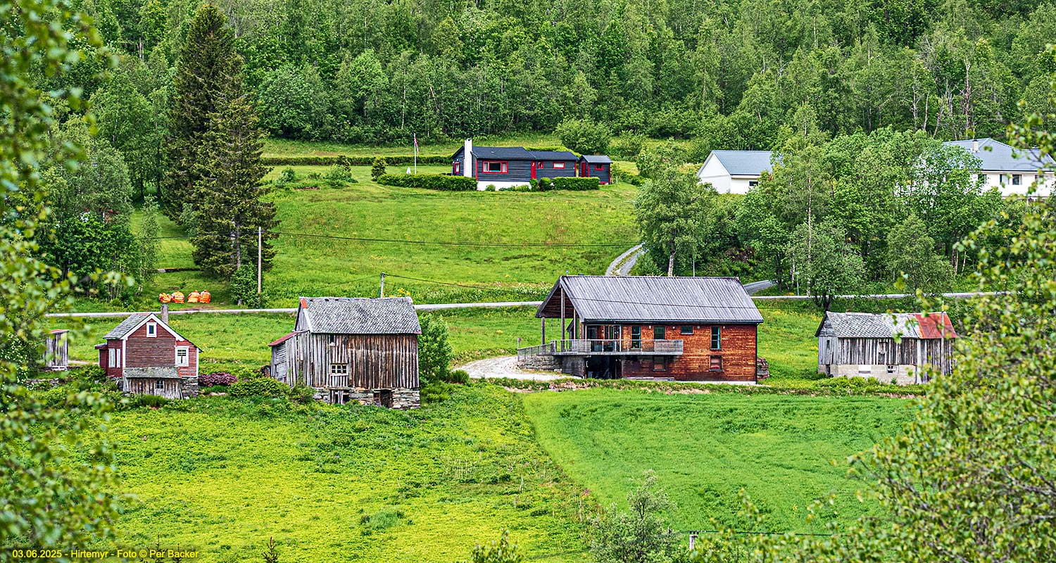 Hirtemyr