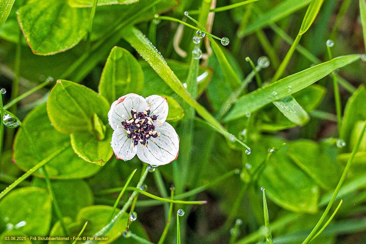 Skrubbærblomst