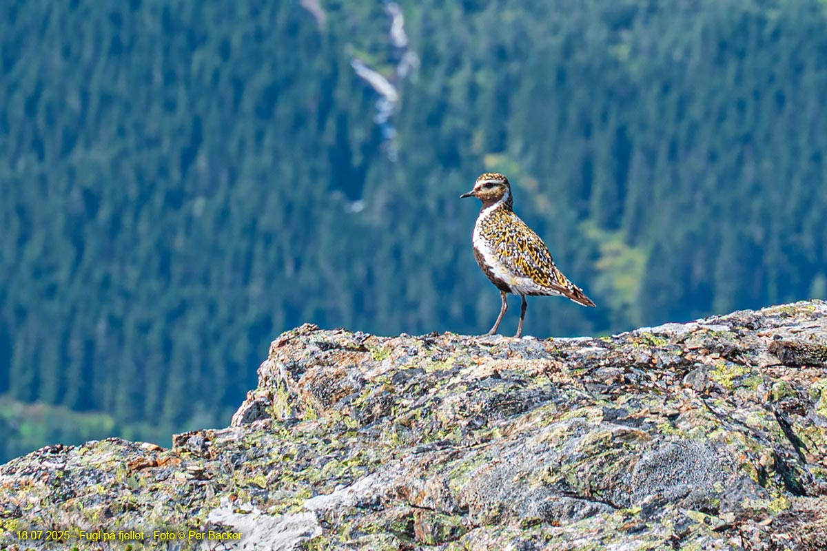 Fugl på fjellet