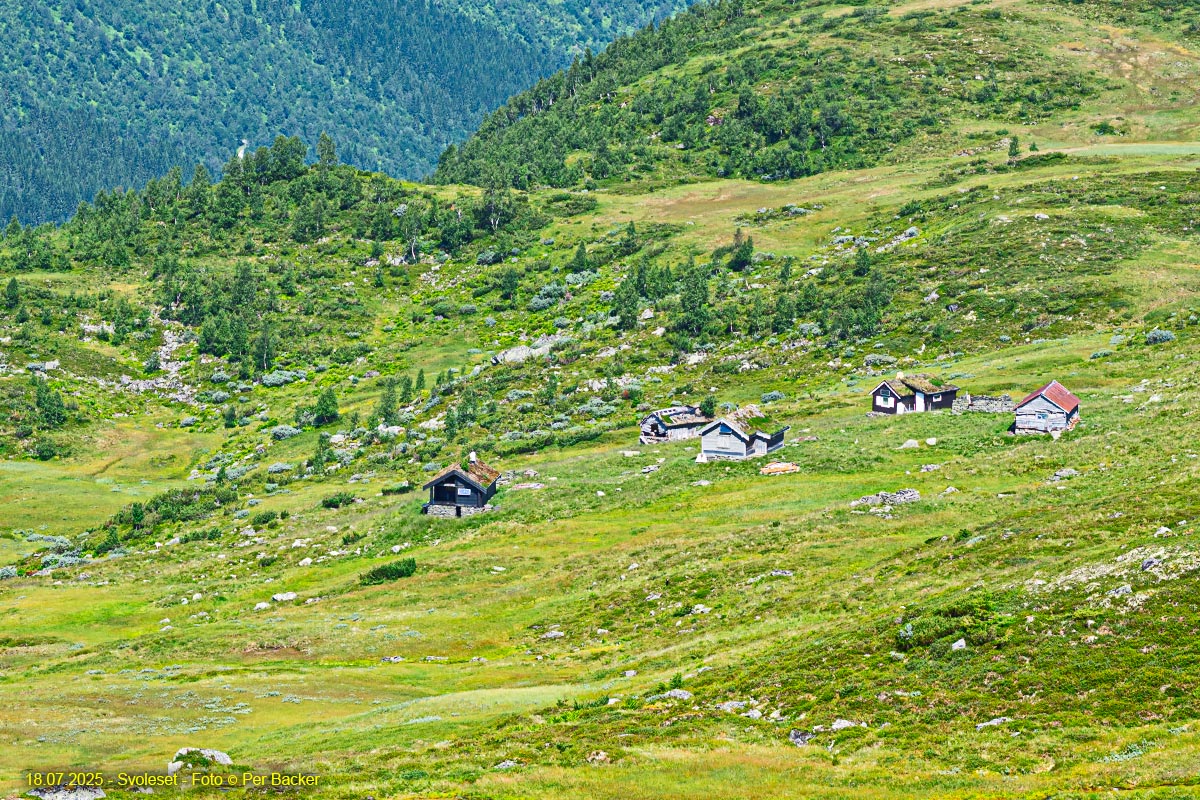 Svoleset