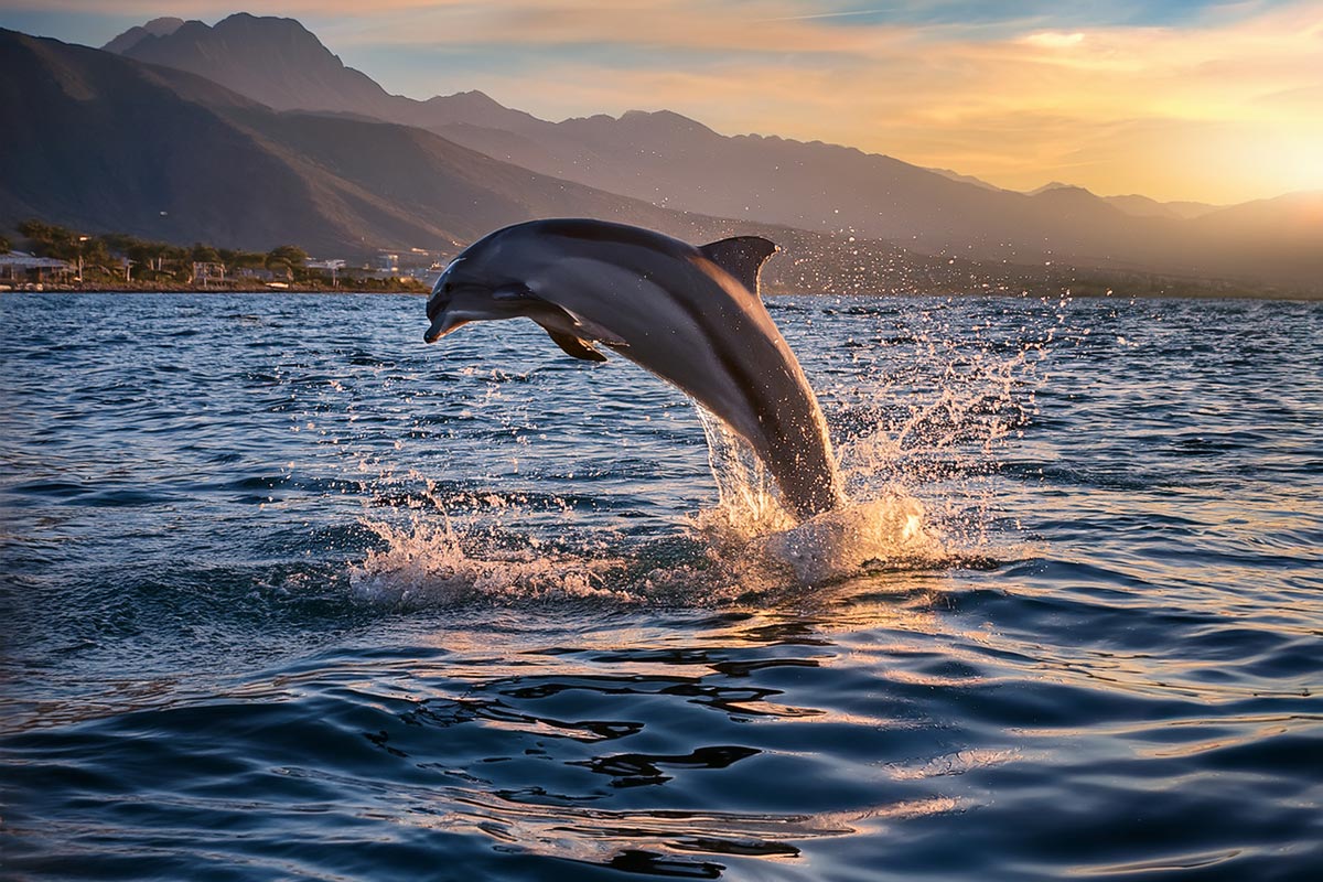 Delfin (KI)