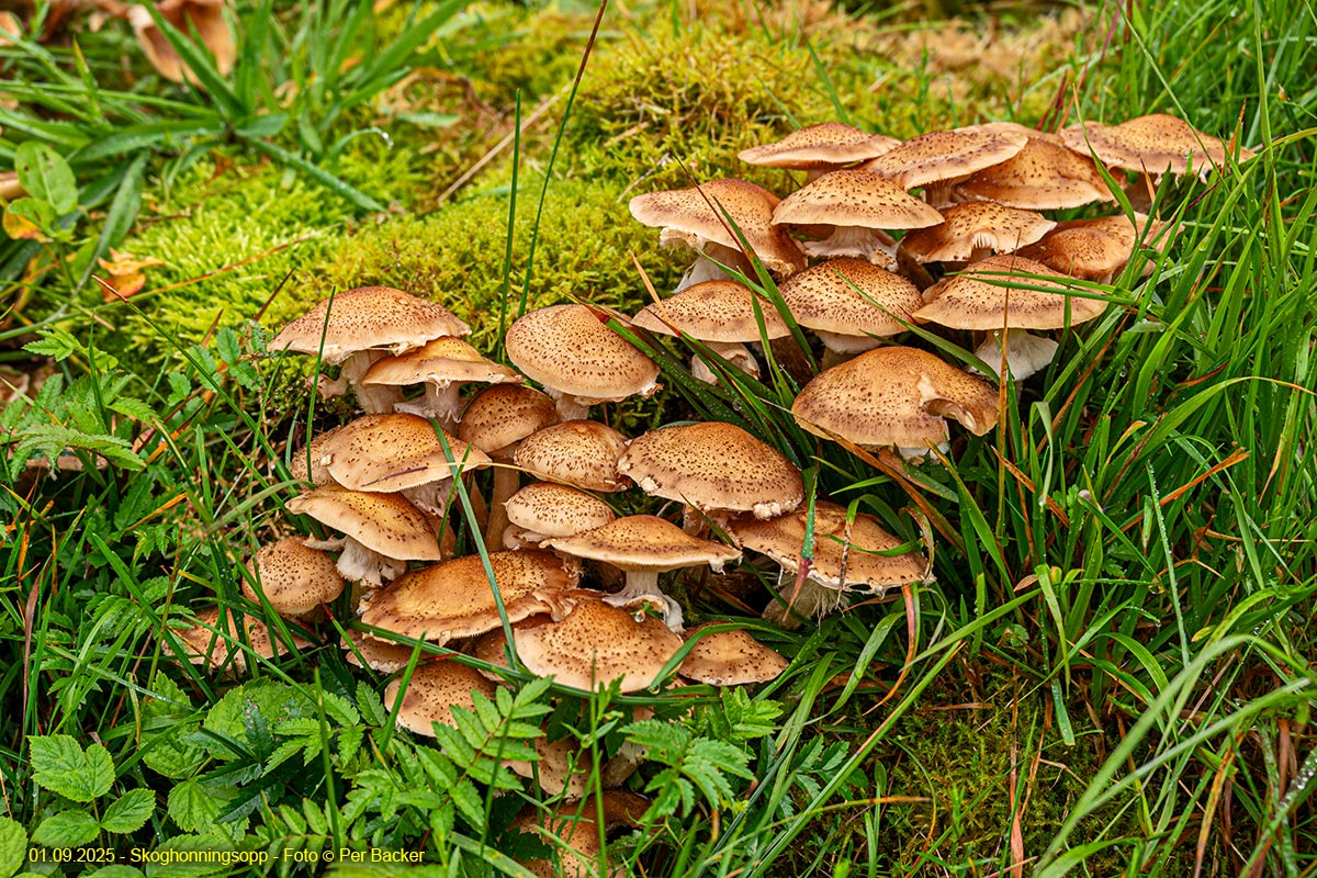 Skoghonningsopp