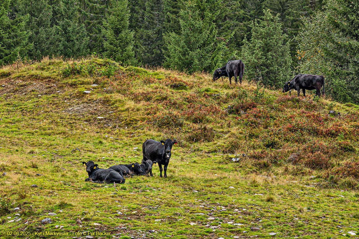 Kyr i Mørkveslia