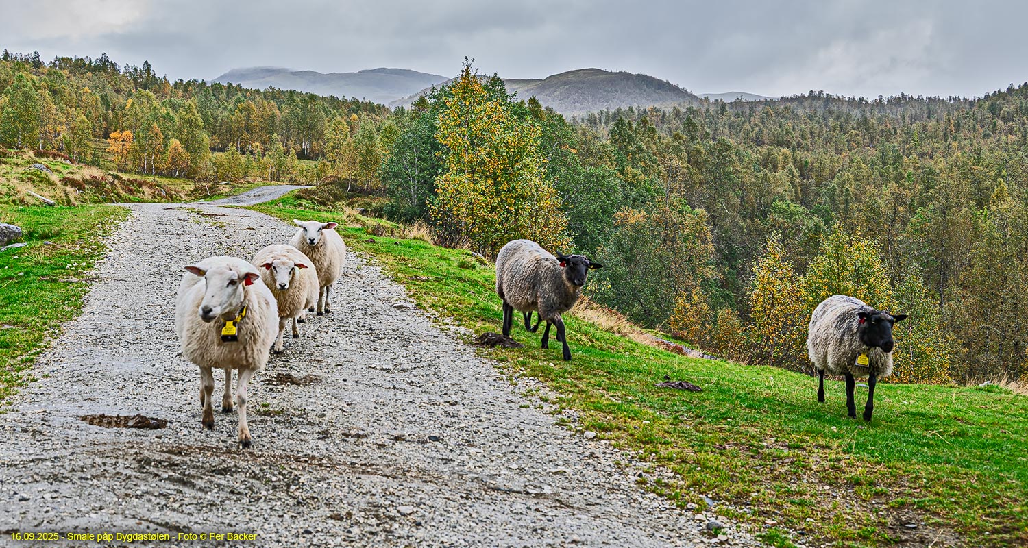 Smale på Bygdstølen