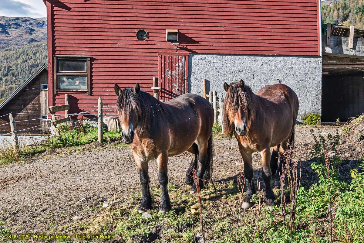 Hestar på Mørkve