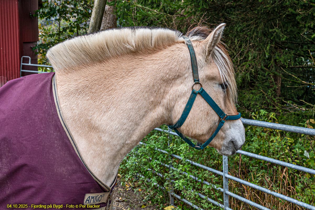 Fjording på Bygd