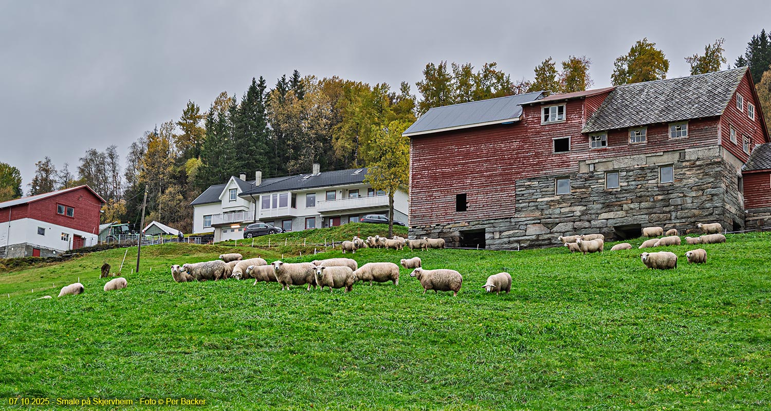 Smale på Skjervheim