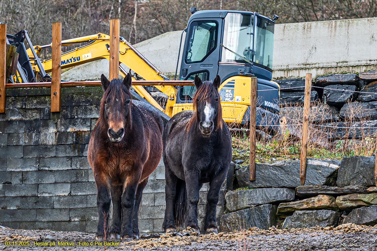 Hestar på Mørkve