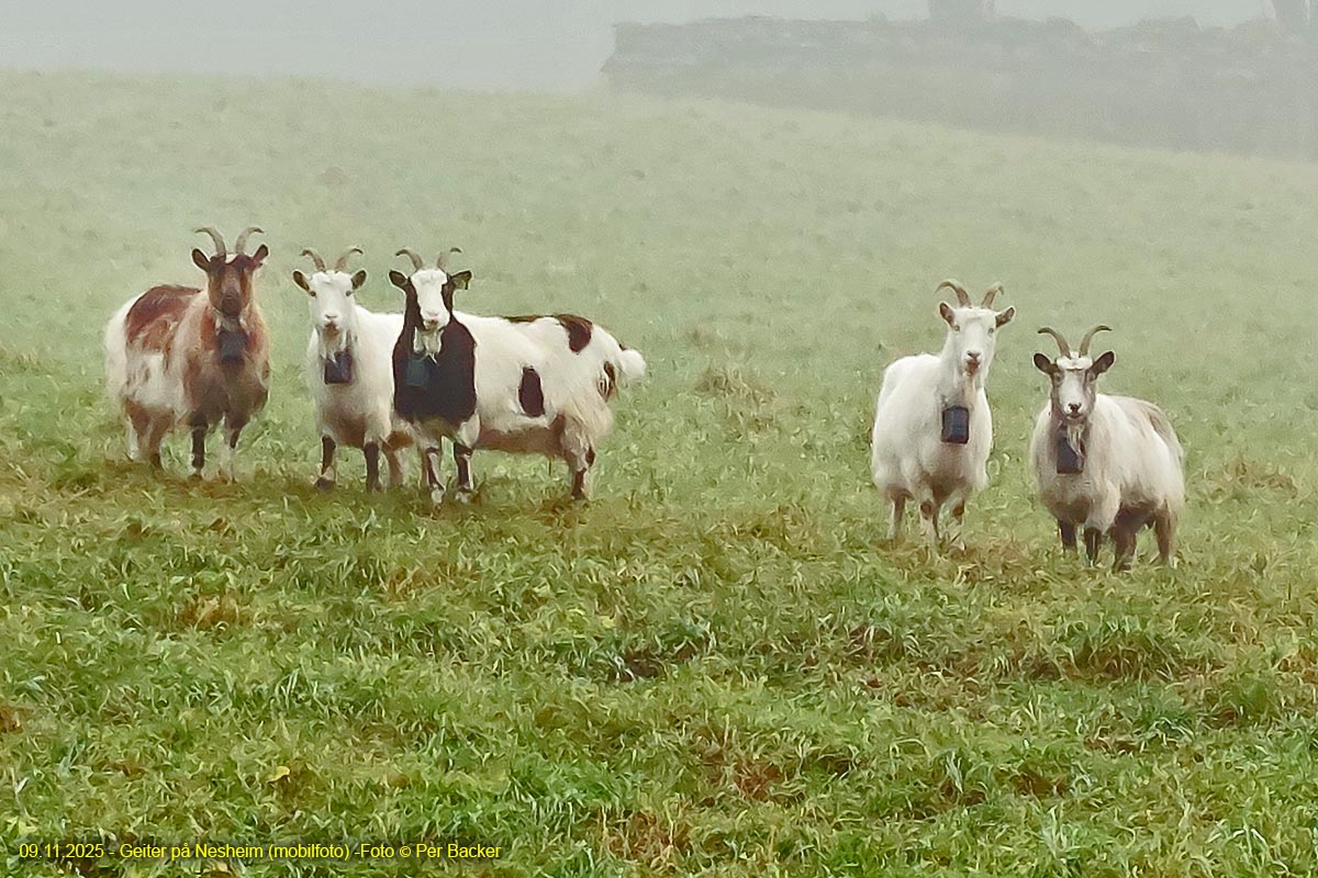 Geiter på Nesheim (mobilfoto)