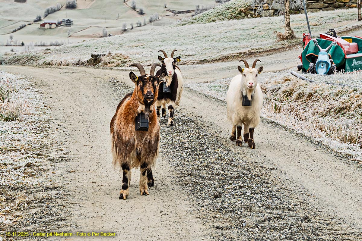 Geiter på Nesheiem