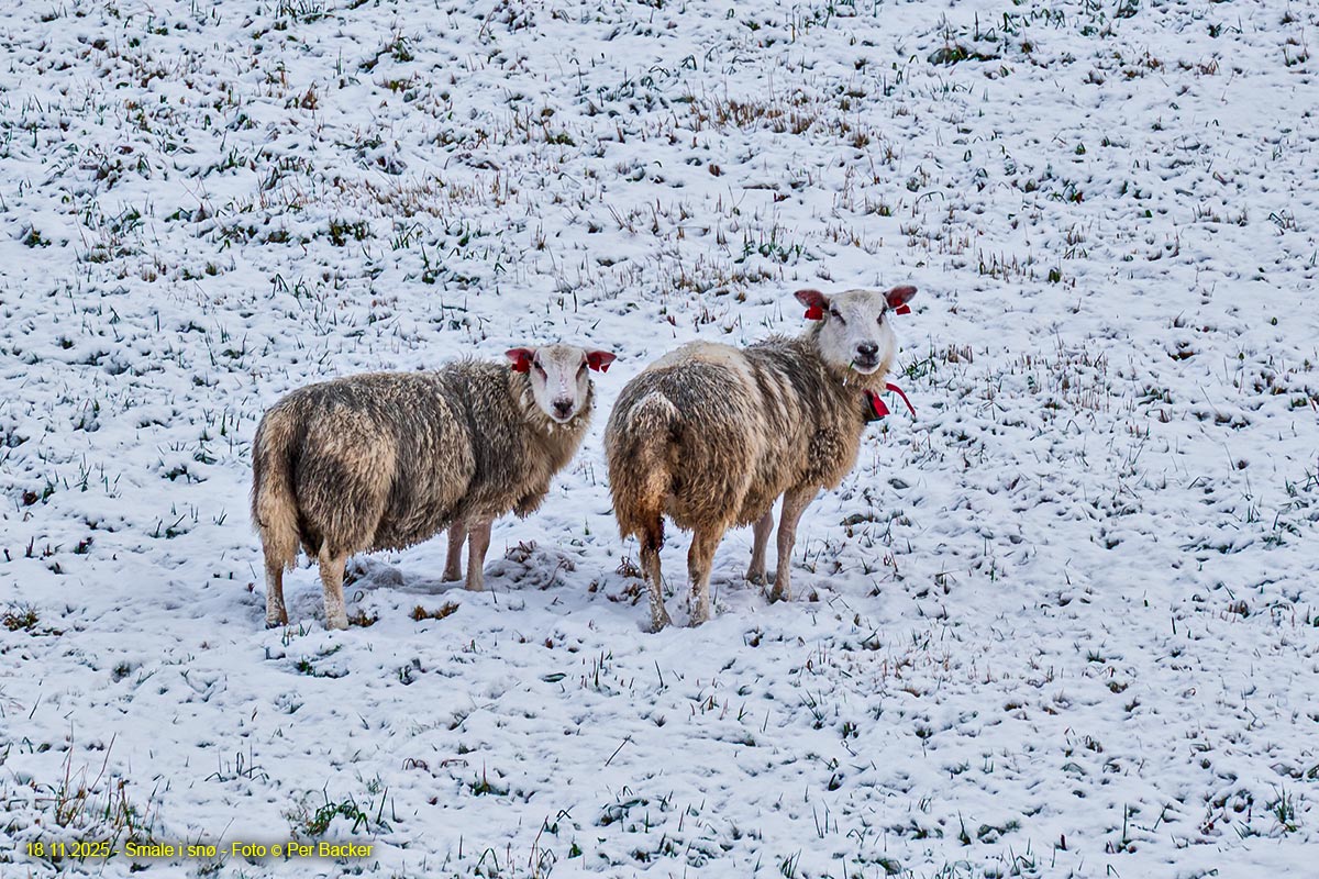 Smale i snø