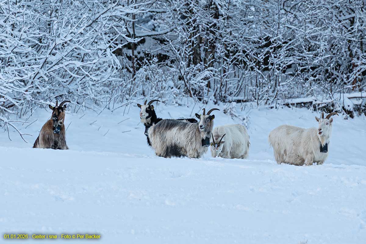 Geiter i snø