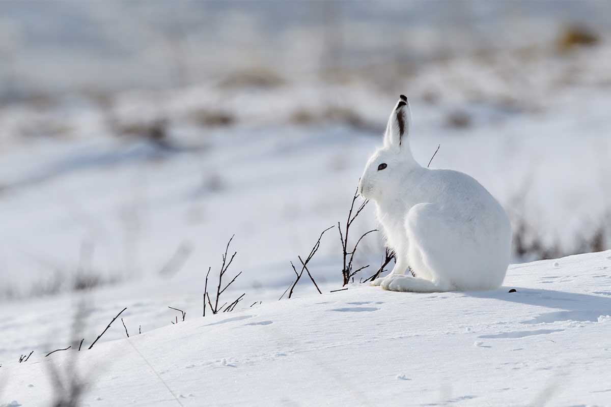 Hare i snøen
