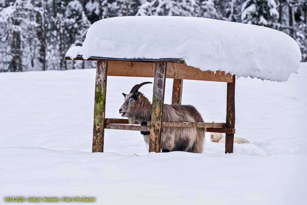Geit på Nesheim