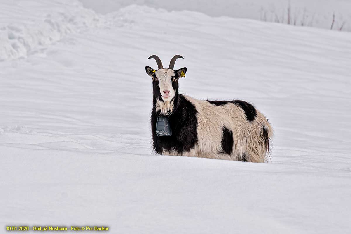 Geit på Nesheim