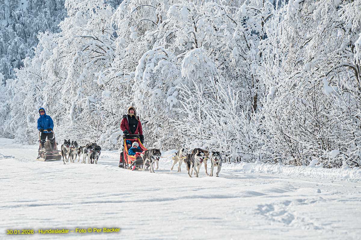 Hundekøyring på Øyane